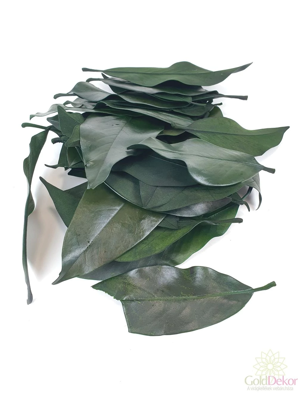 Magnolia levél prep. vil.zöld