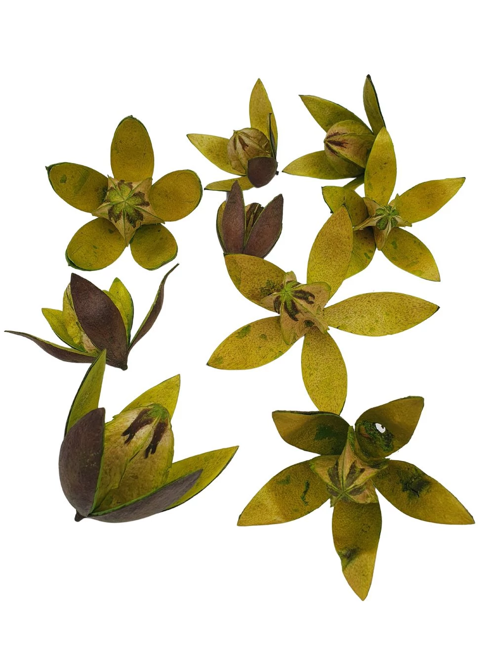 Lily - Zöld