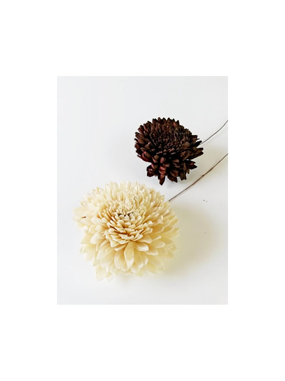 Shola Zinnia