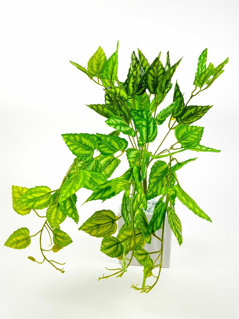Zöld növény 3