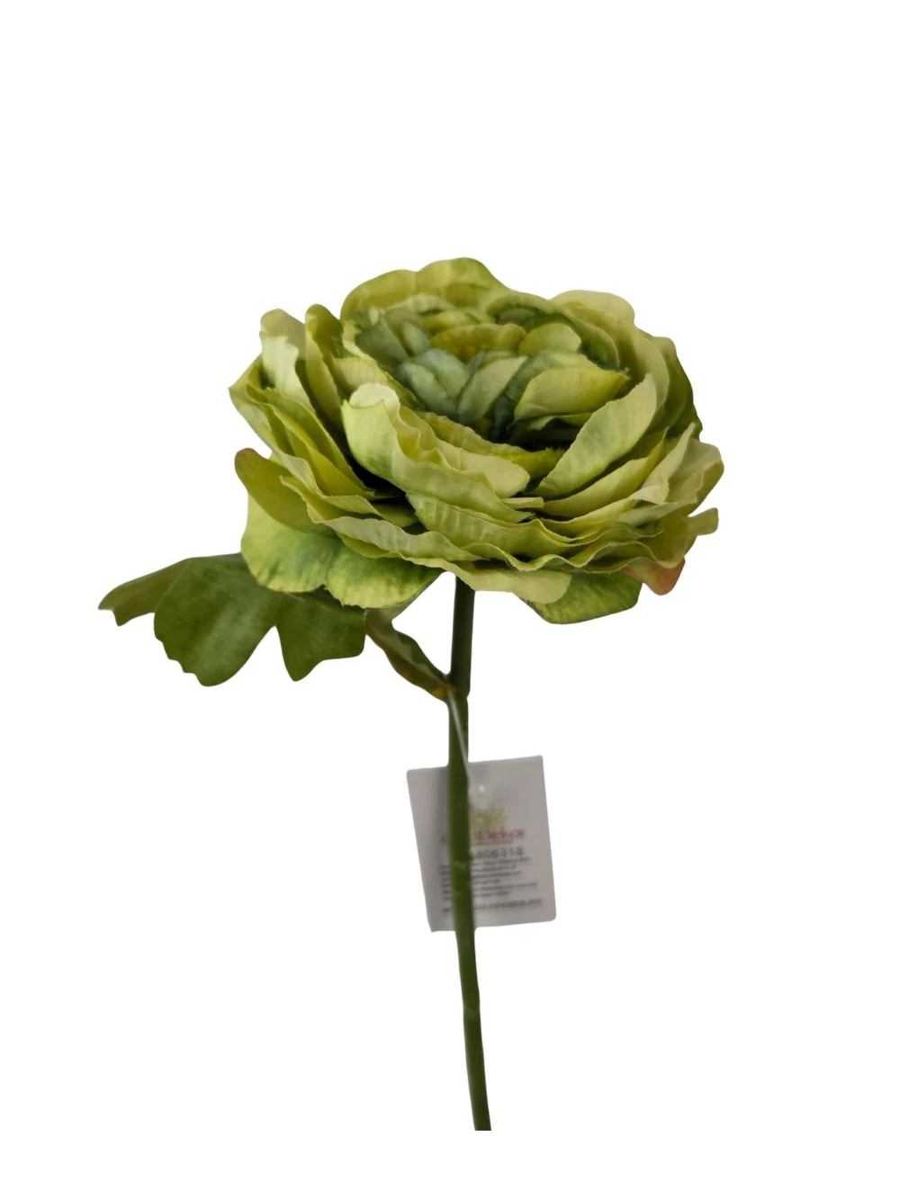 Szálas paeonia - Zöld