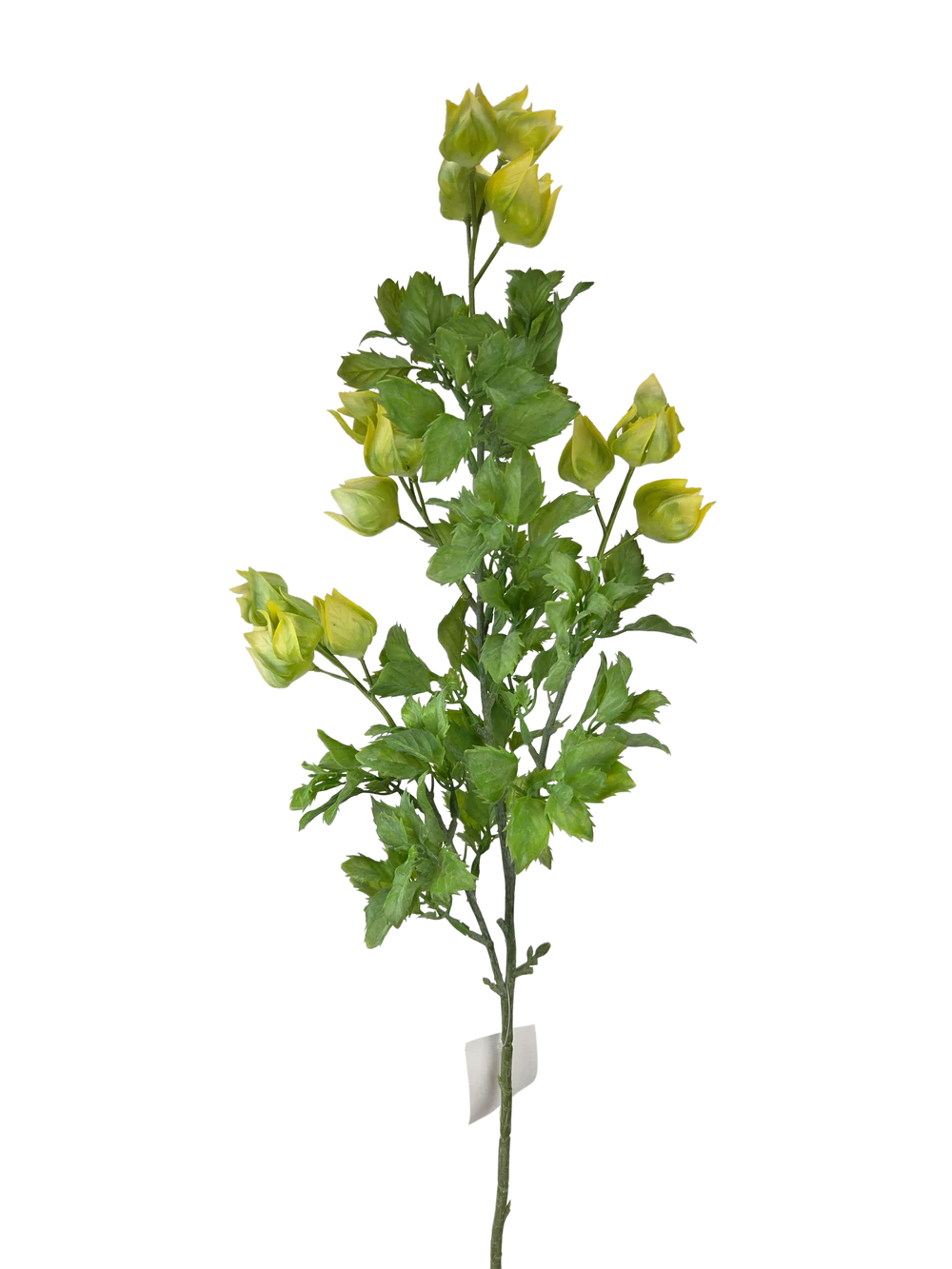 Physalis ág - Sárga