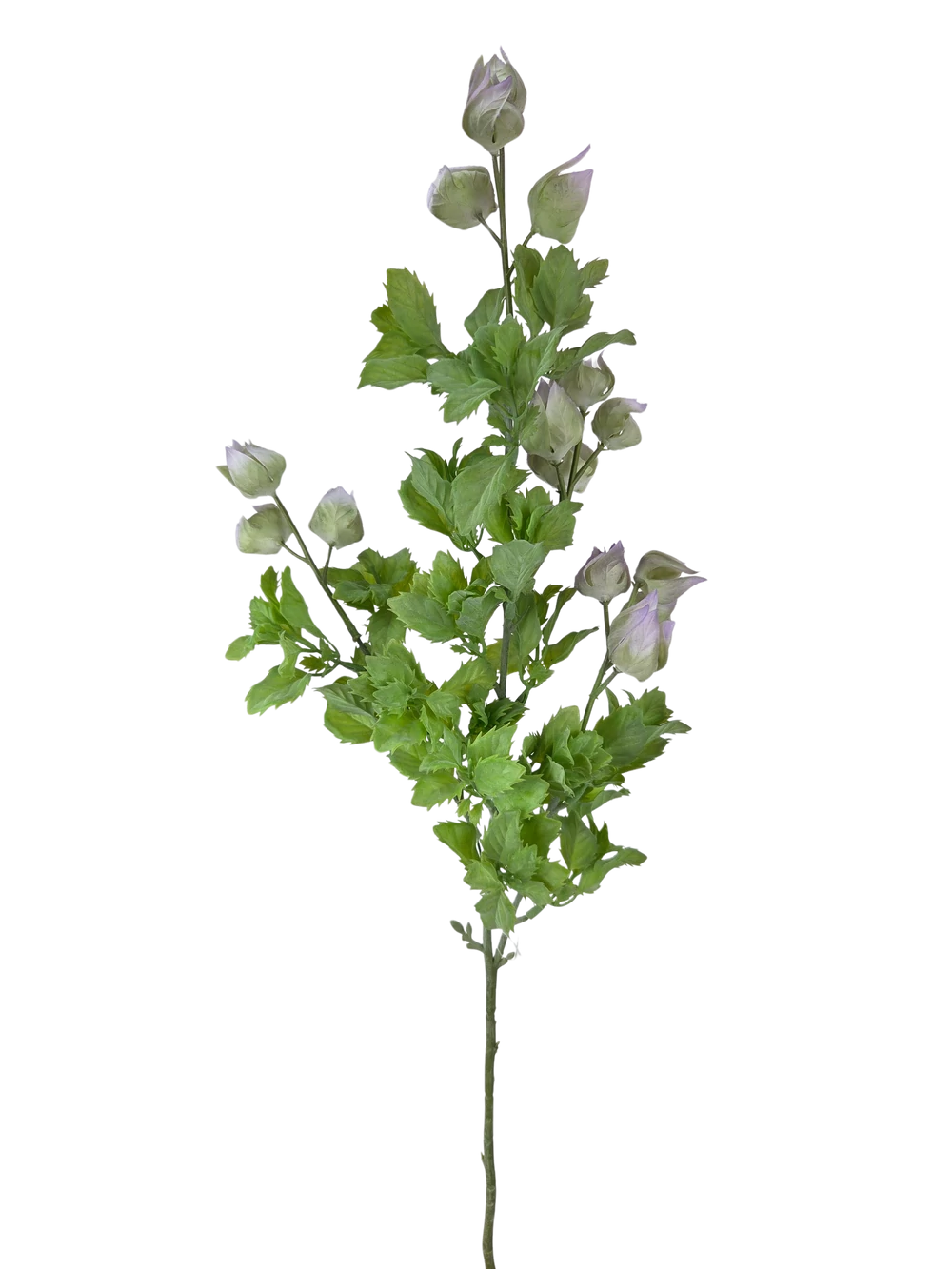 Physalis ág - Lila