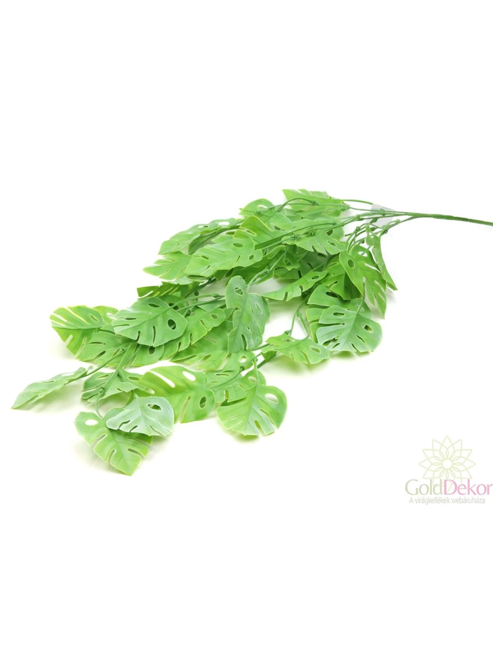 Csüngős monstera - Hamvas zöld