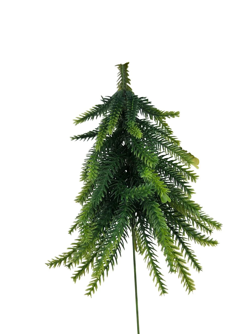 Drótszáras fenyőfa kicsi