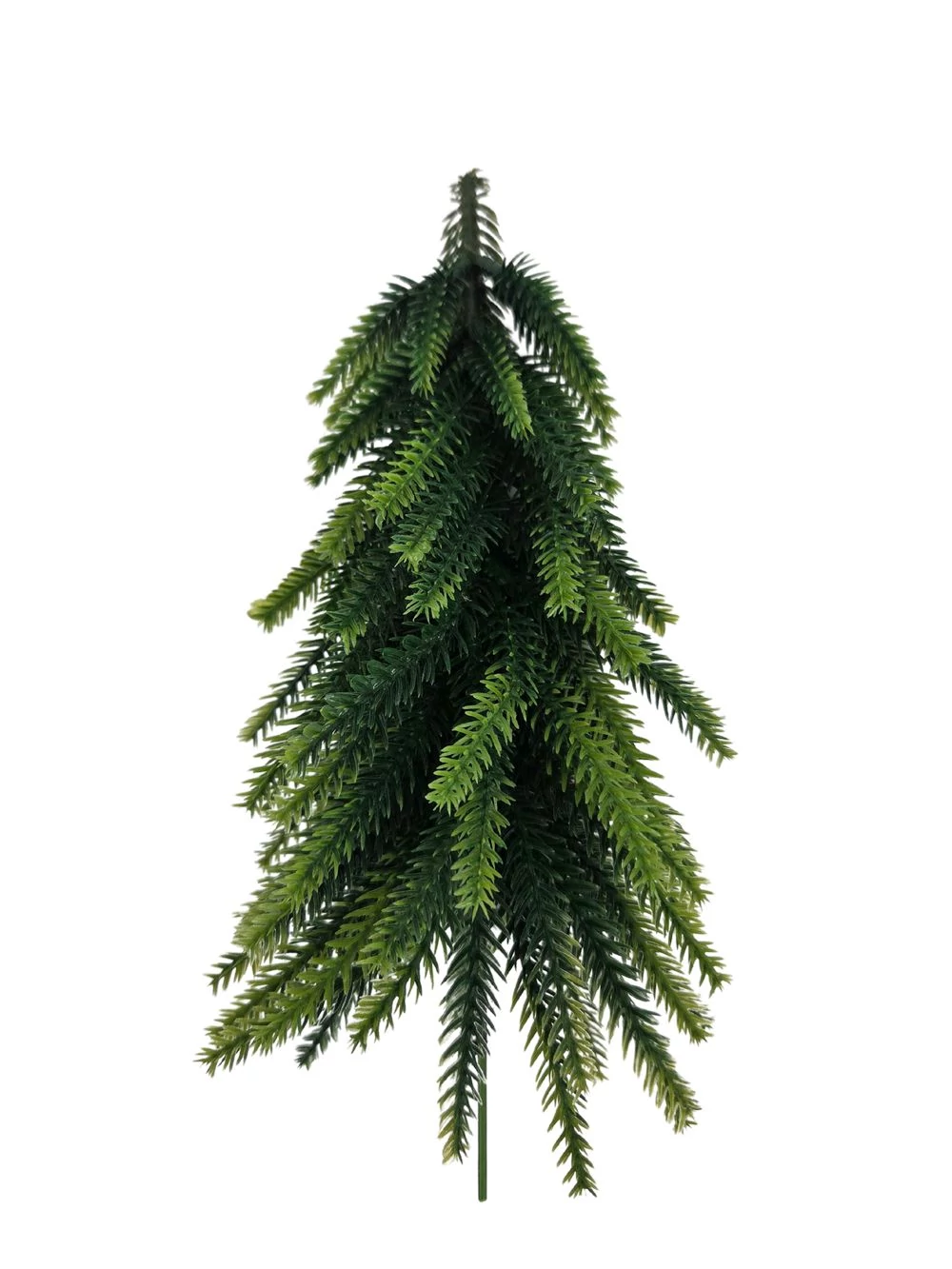 Drótszáras fenyőfa nagy