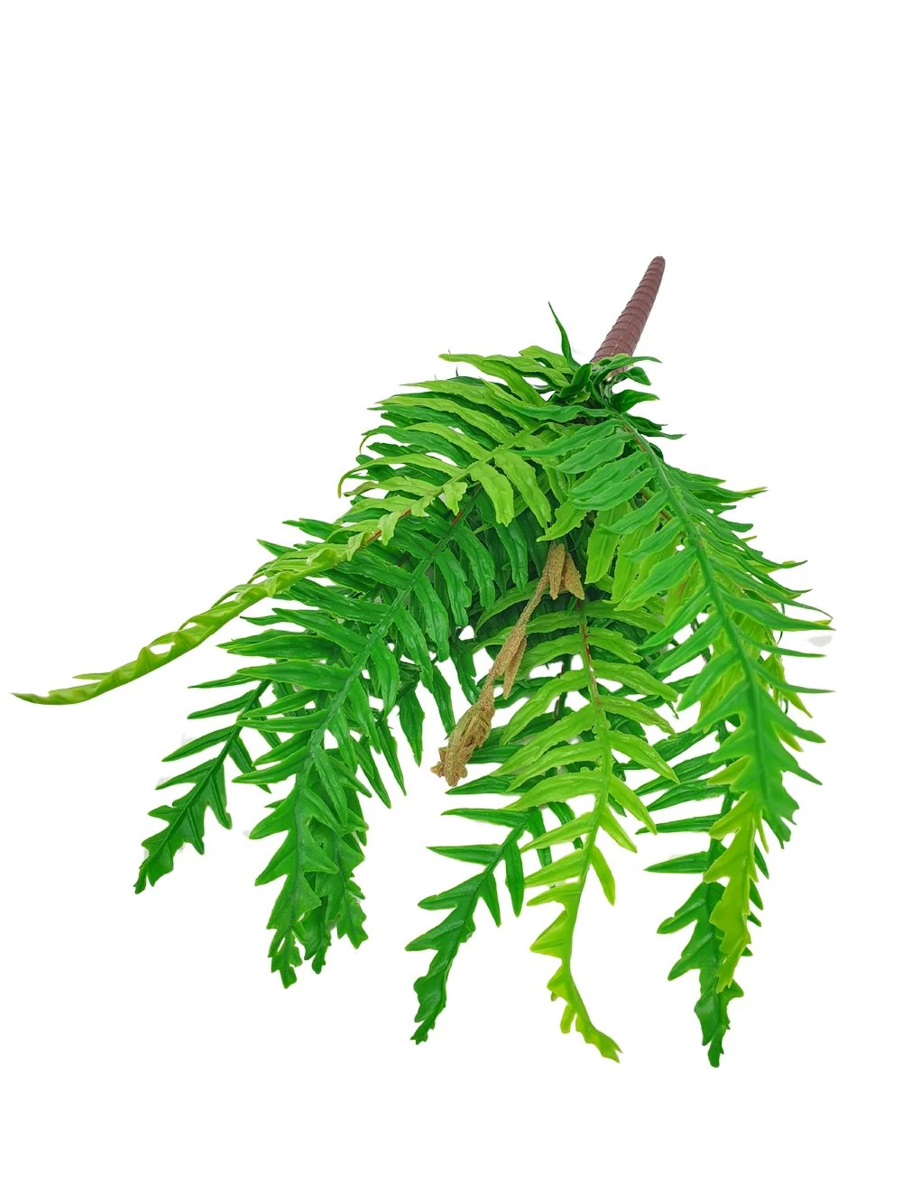 Műzöld páfrány - szeldelt