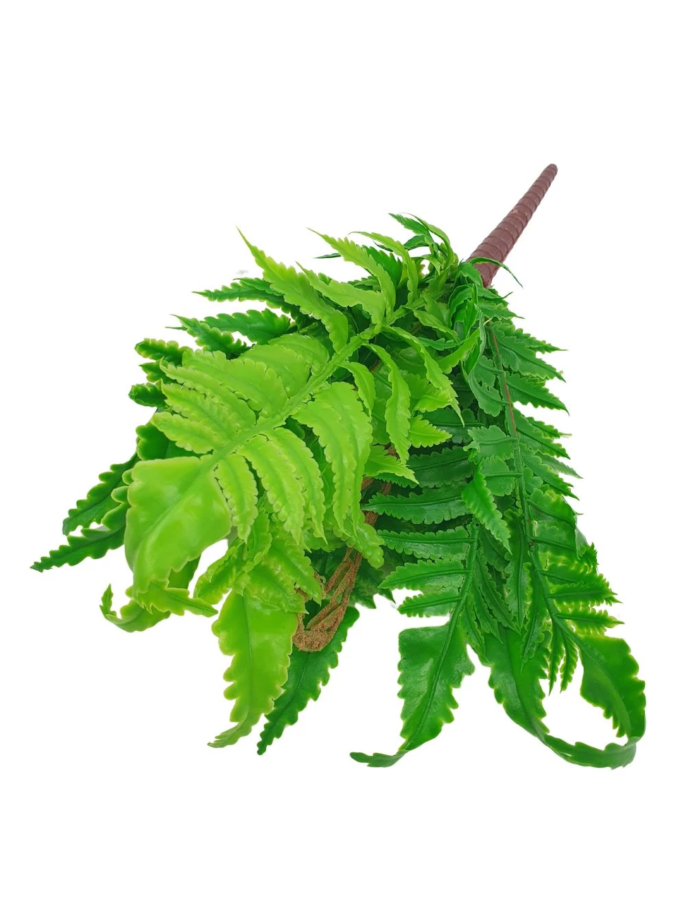 Műzöld páfrány - karéjos