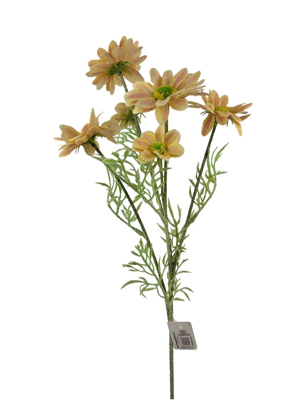 Szálas pillangóvirág - Sárga