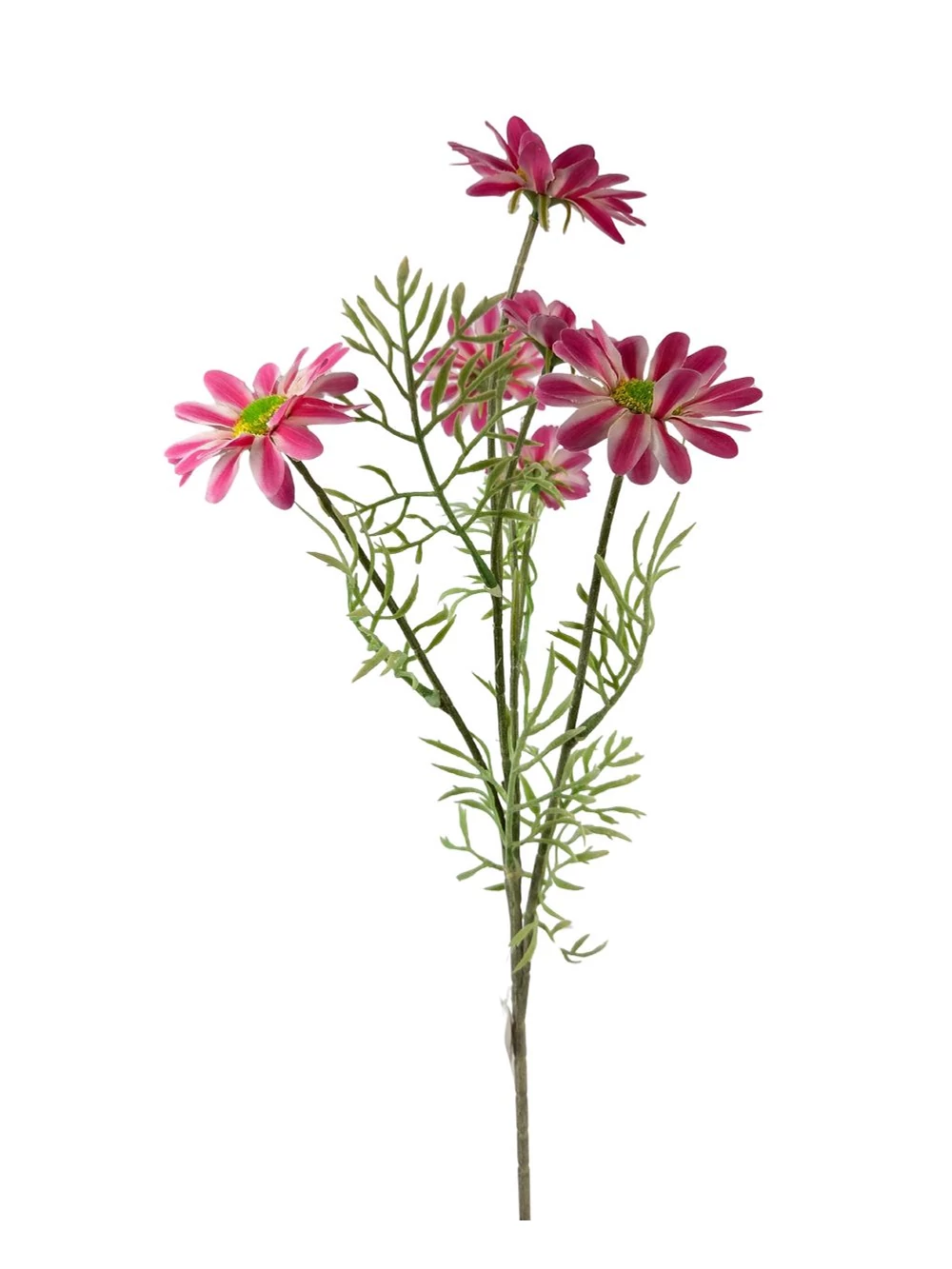 Szálas pillangóvirág - Pink