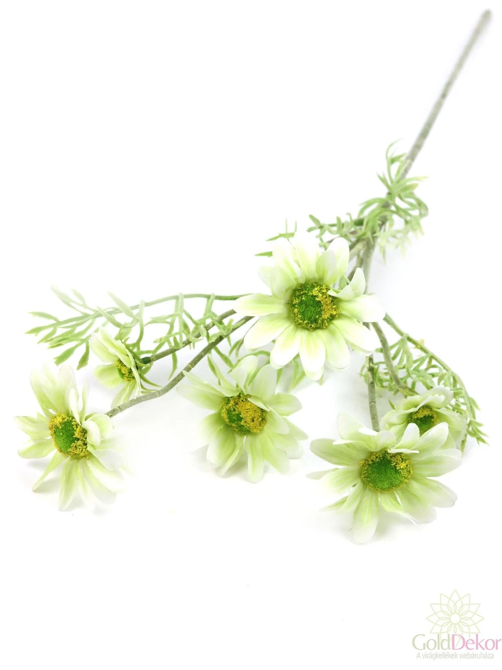 Szálas pillangóvirág - Halvány zöld