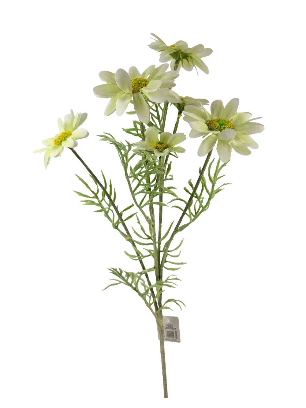 Szálas pillangóvirág - Halvány zöld