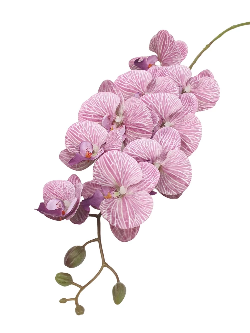 9 fejes nagy phalenopsis ág - Mályva