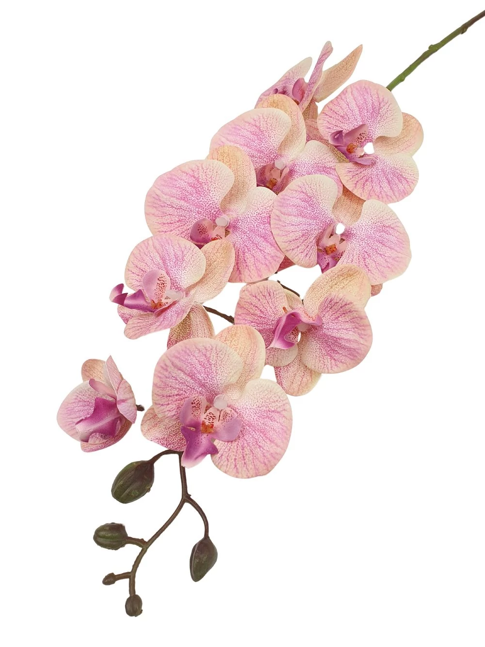 9 fejes nagy phalenopsis ág - Barack-rózsaszín