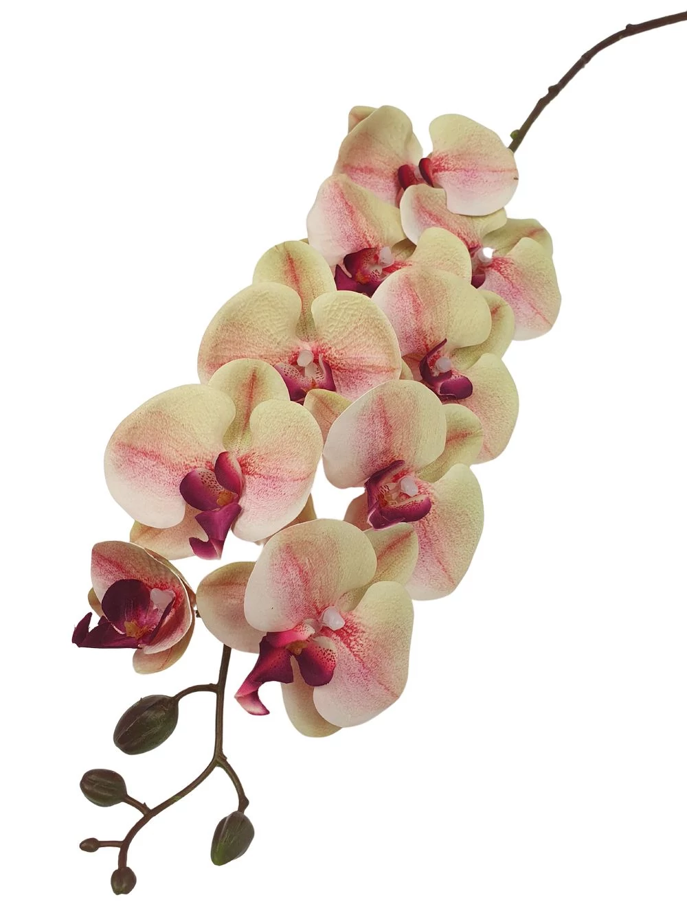 9 fejes nagy phalenopsis ág - Zöld bordó közepű