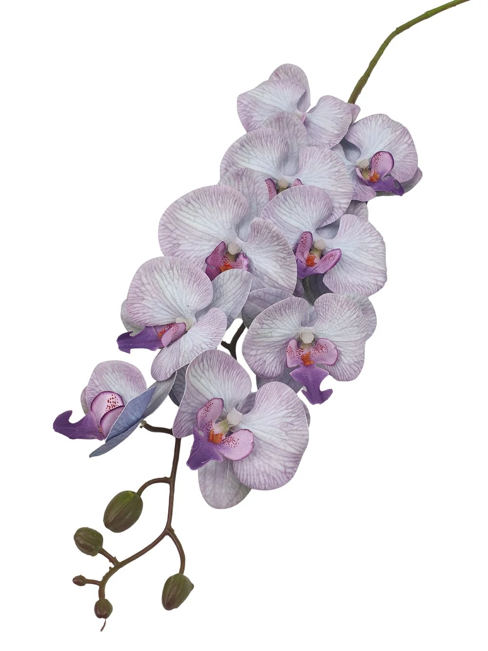 9 fejes nagy phalenopsis ág - Lila