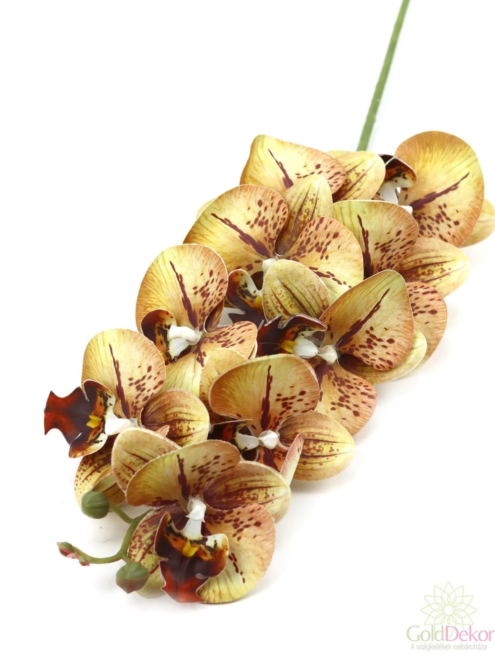 Phalenopsis ág I - Cirmos barna