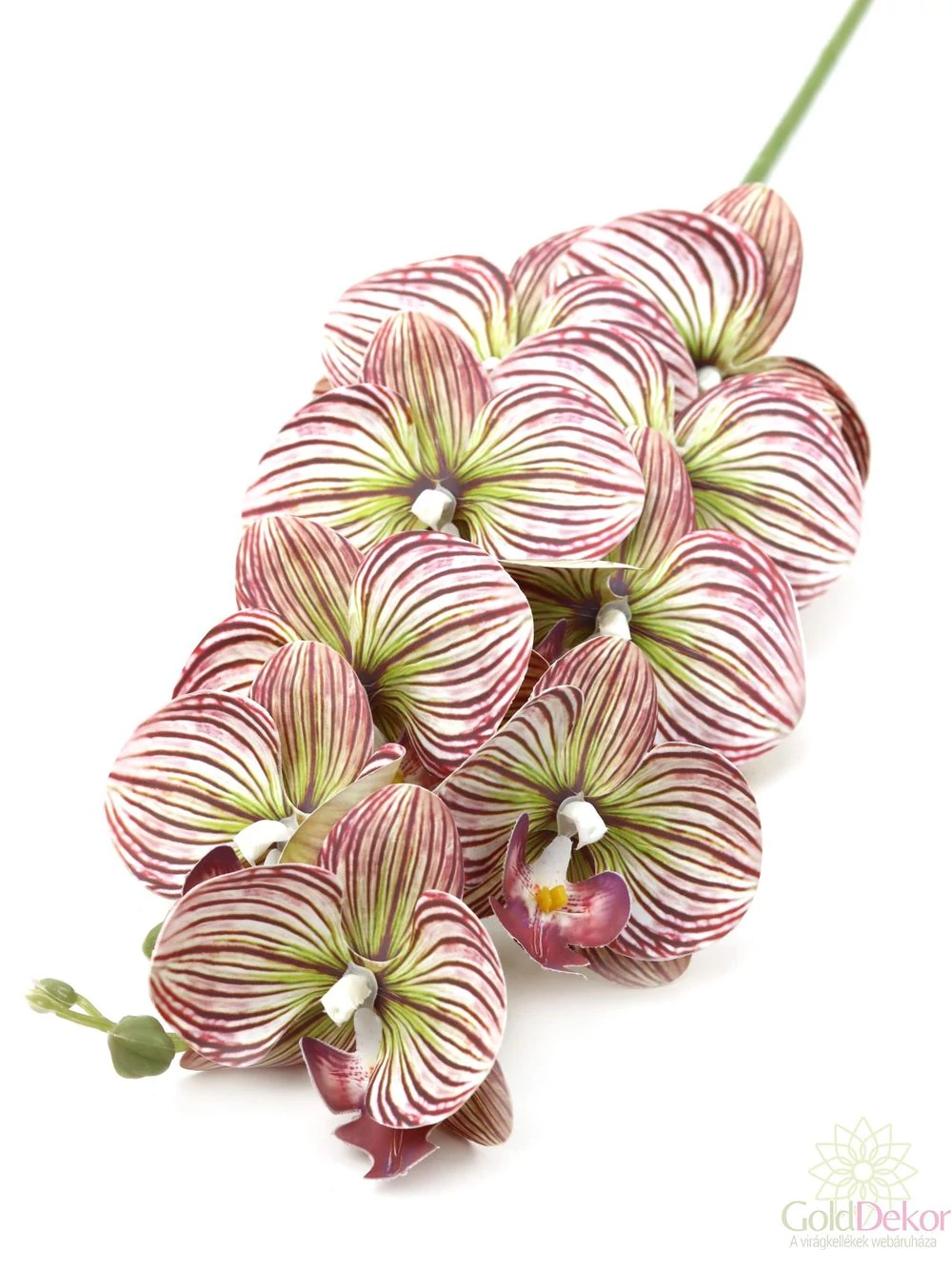 Phalenopsis ág I - Csíkozott mályva