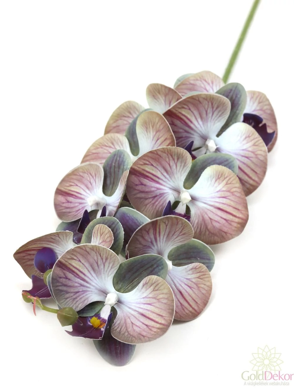 Phalenopsis ág I - Erezett lila