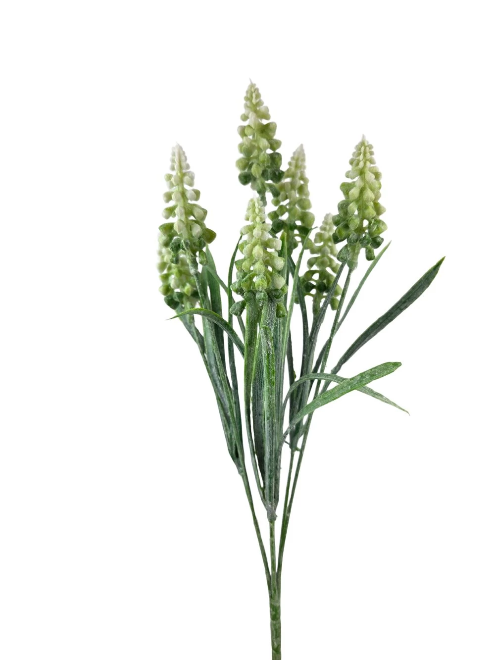 Muscari csokor hamvas - Fehér