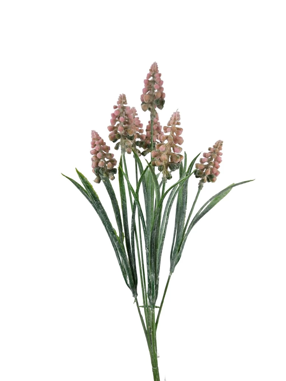Muscari csokor hamvas - Rózsaszín