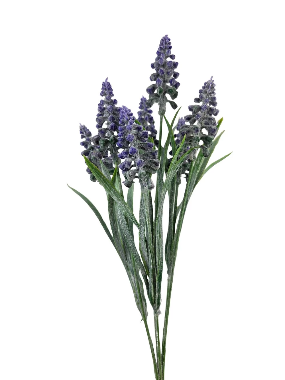 Muscari csokor hamvas - Lila