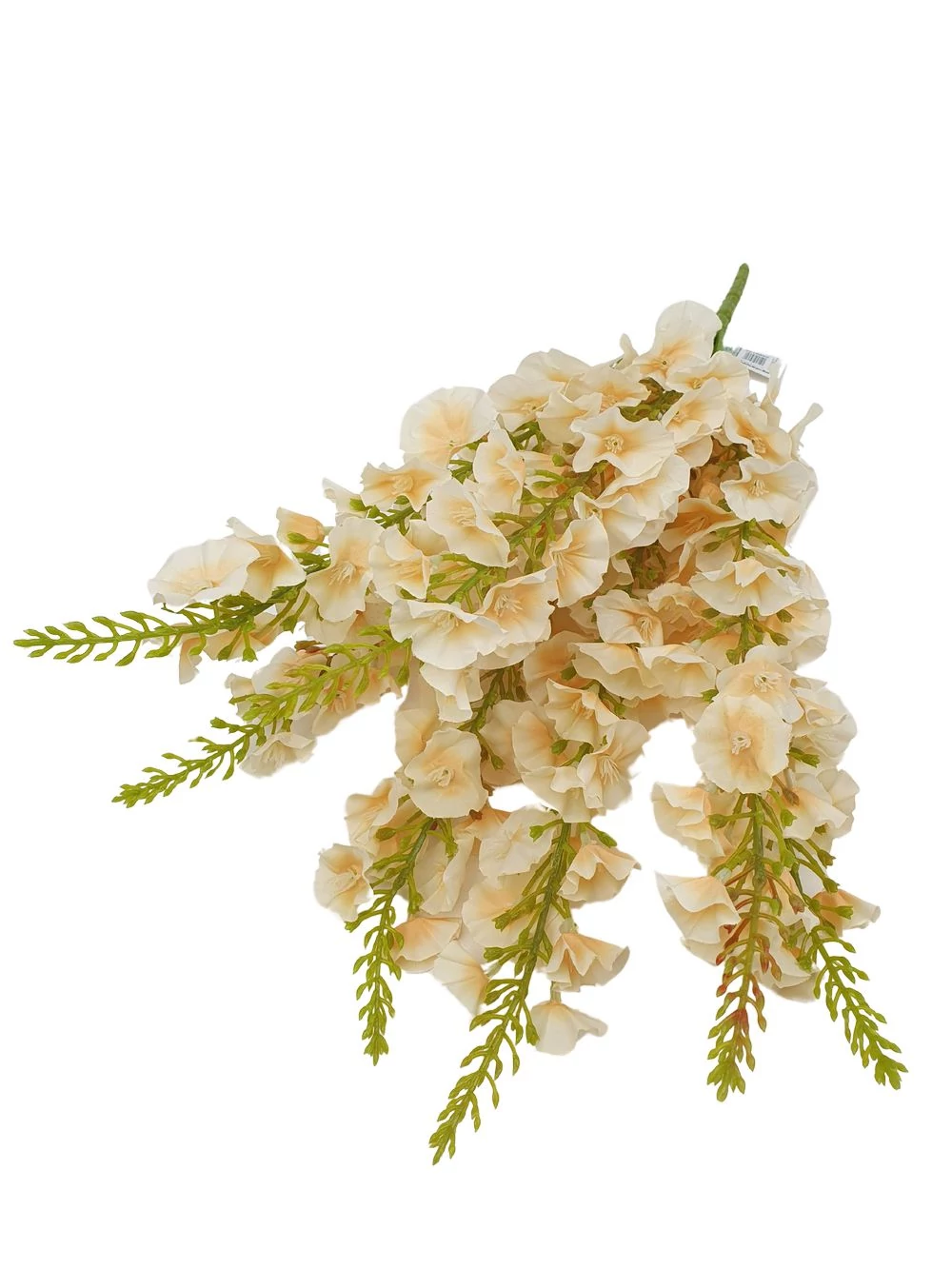 Kagylóvirág - Barack