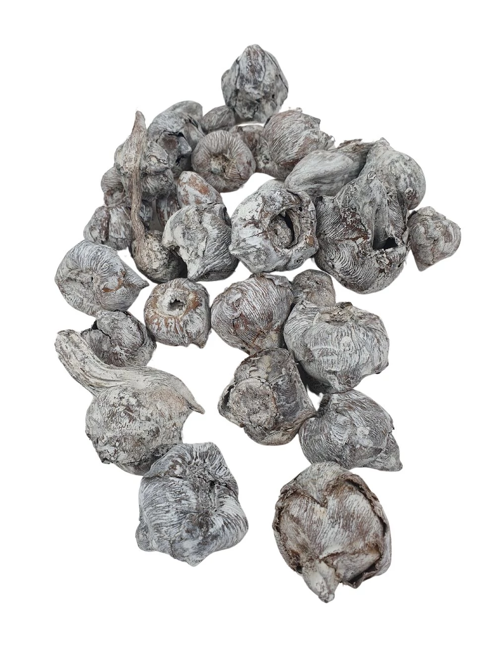 Coconut mini - Hamvas