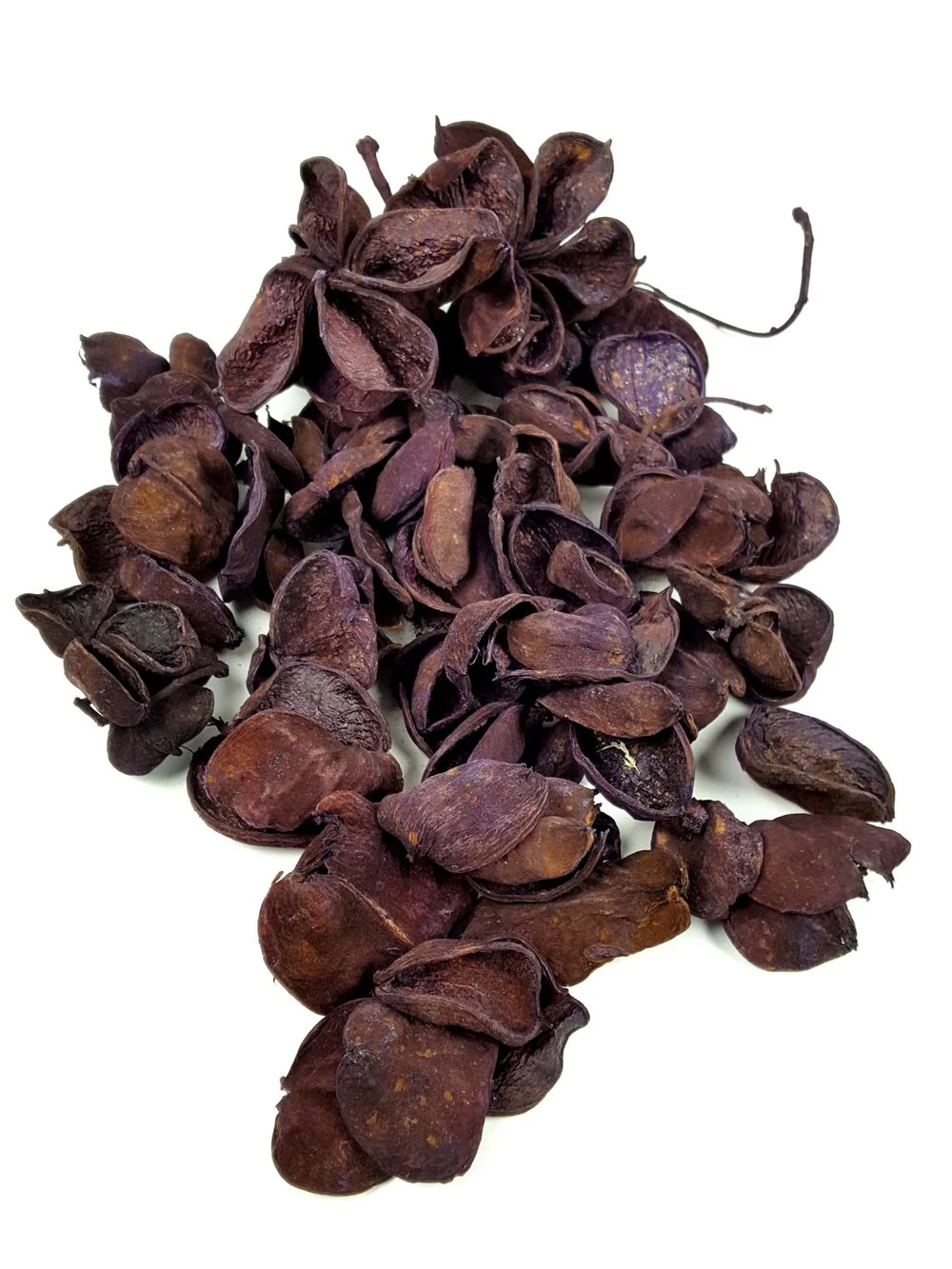 Land lotus - Lila Land lotus - Lila