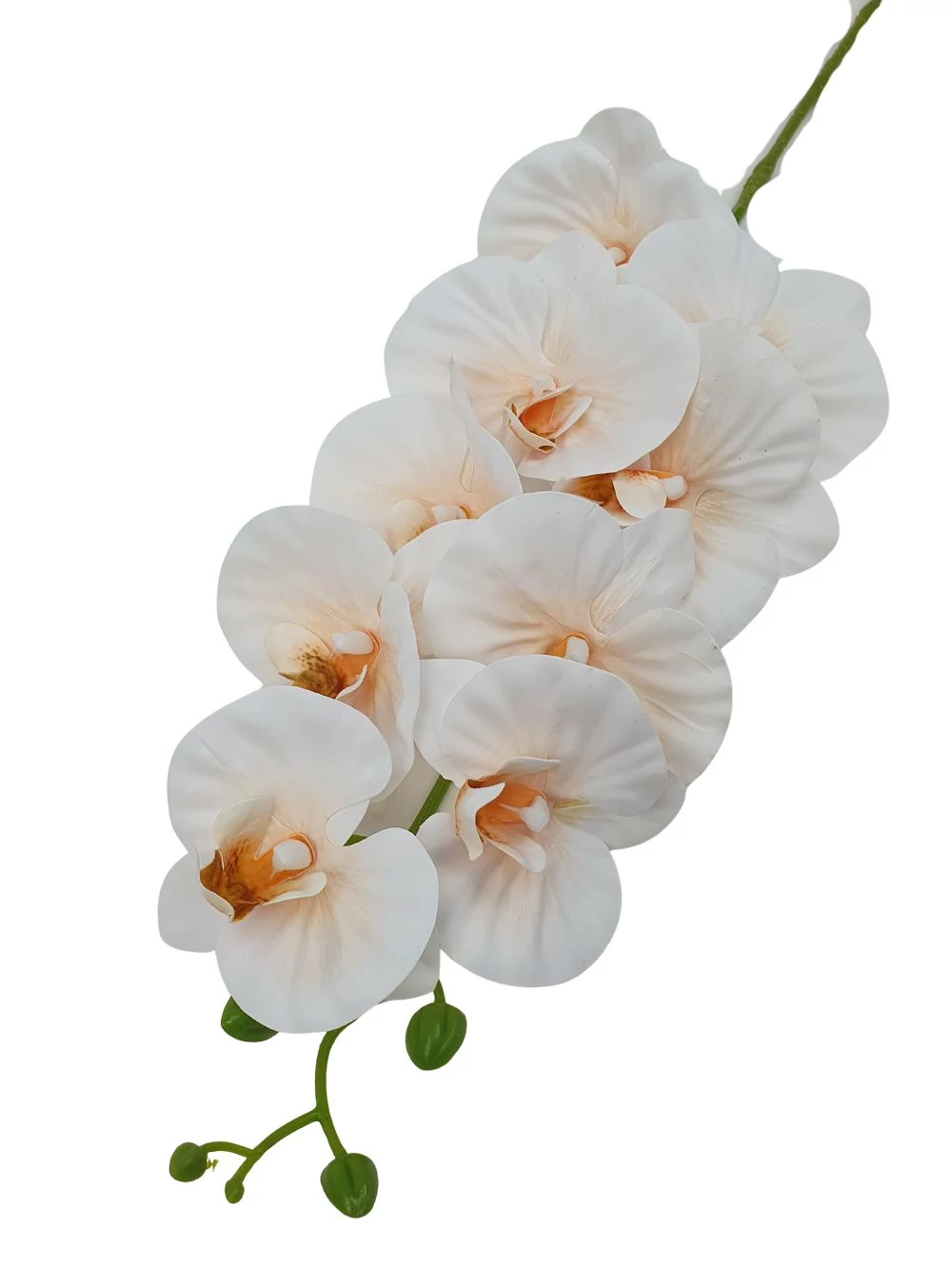 Fodros szirmú phalenopsis ág - Barack