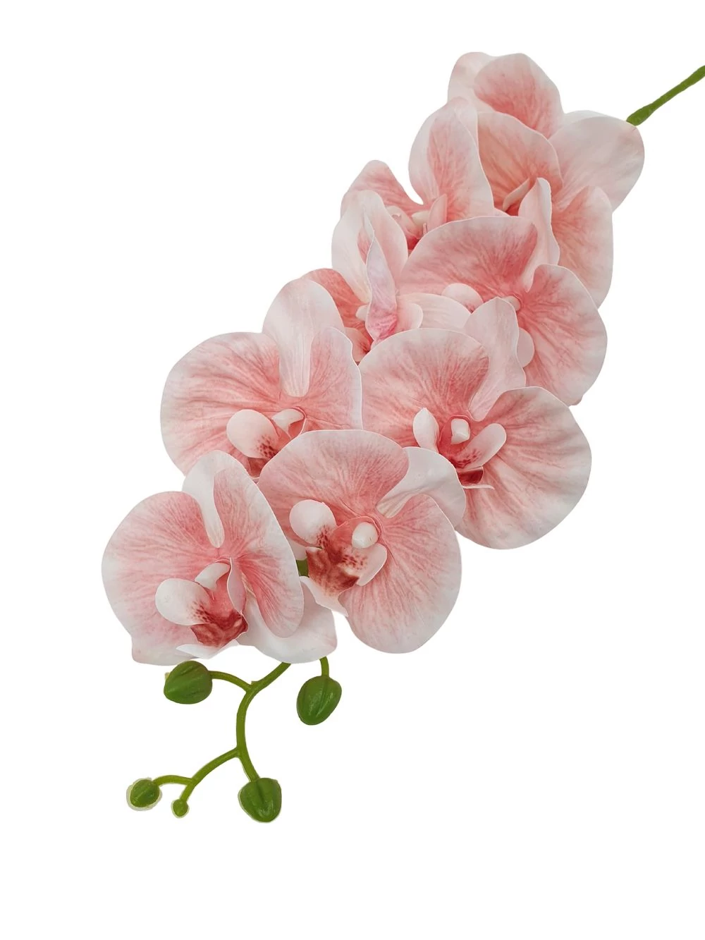 Fodros szirmú phalenopsis ág - Rózsaszín