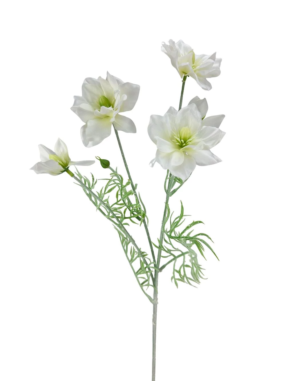 Dupla szirmú szálas virág - Fehér