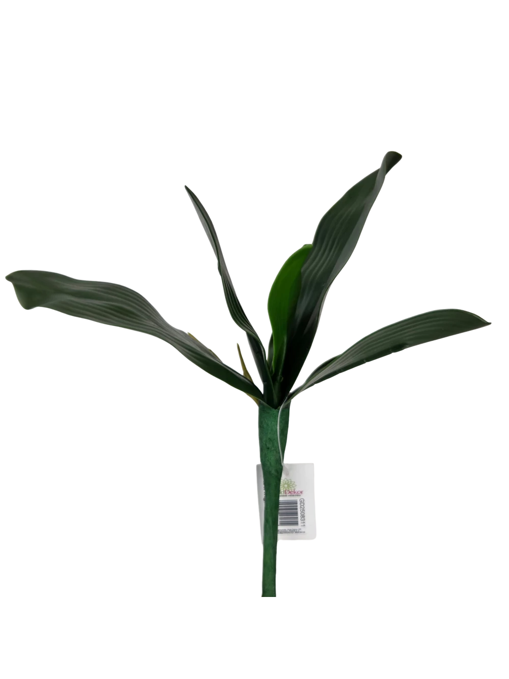 Orchidea levél kicsi