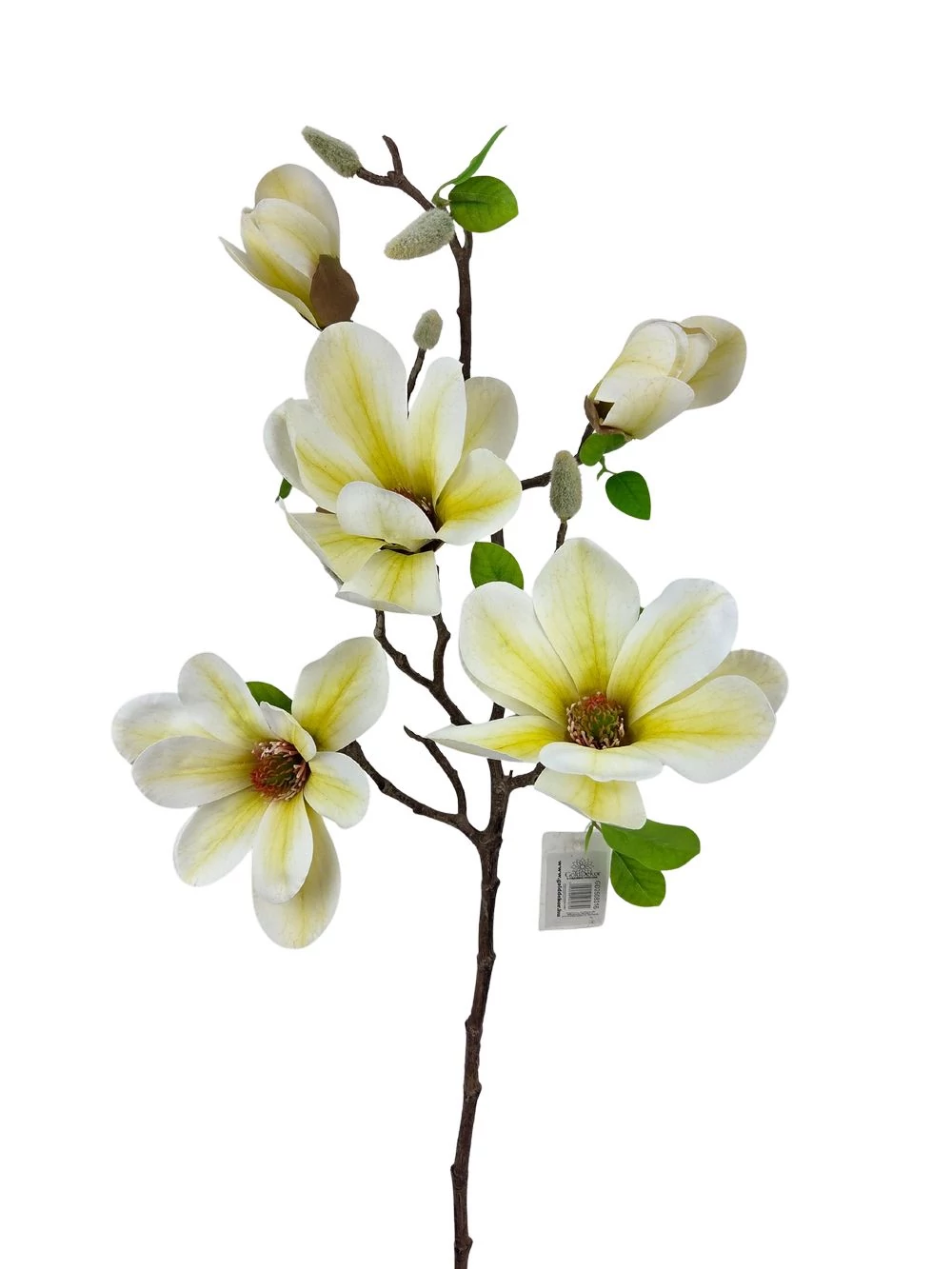 Magnólia ág E - Krém