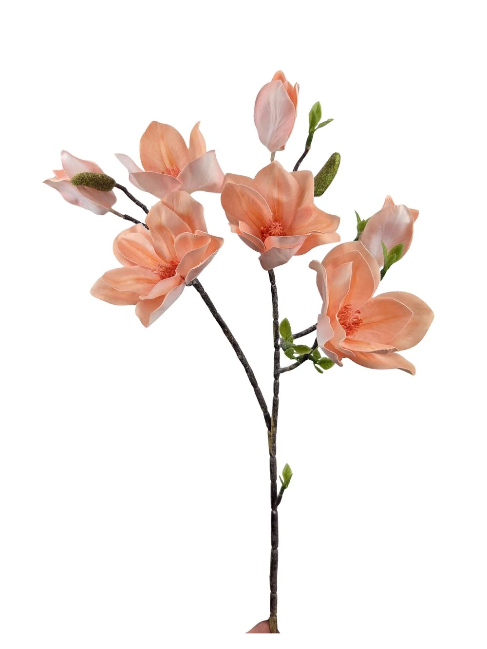 Magnólia ág G - Barack