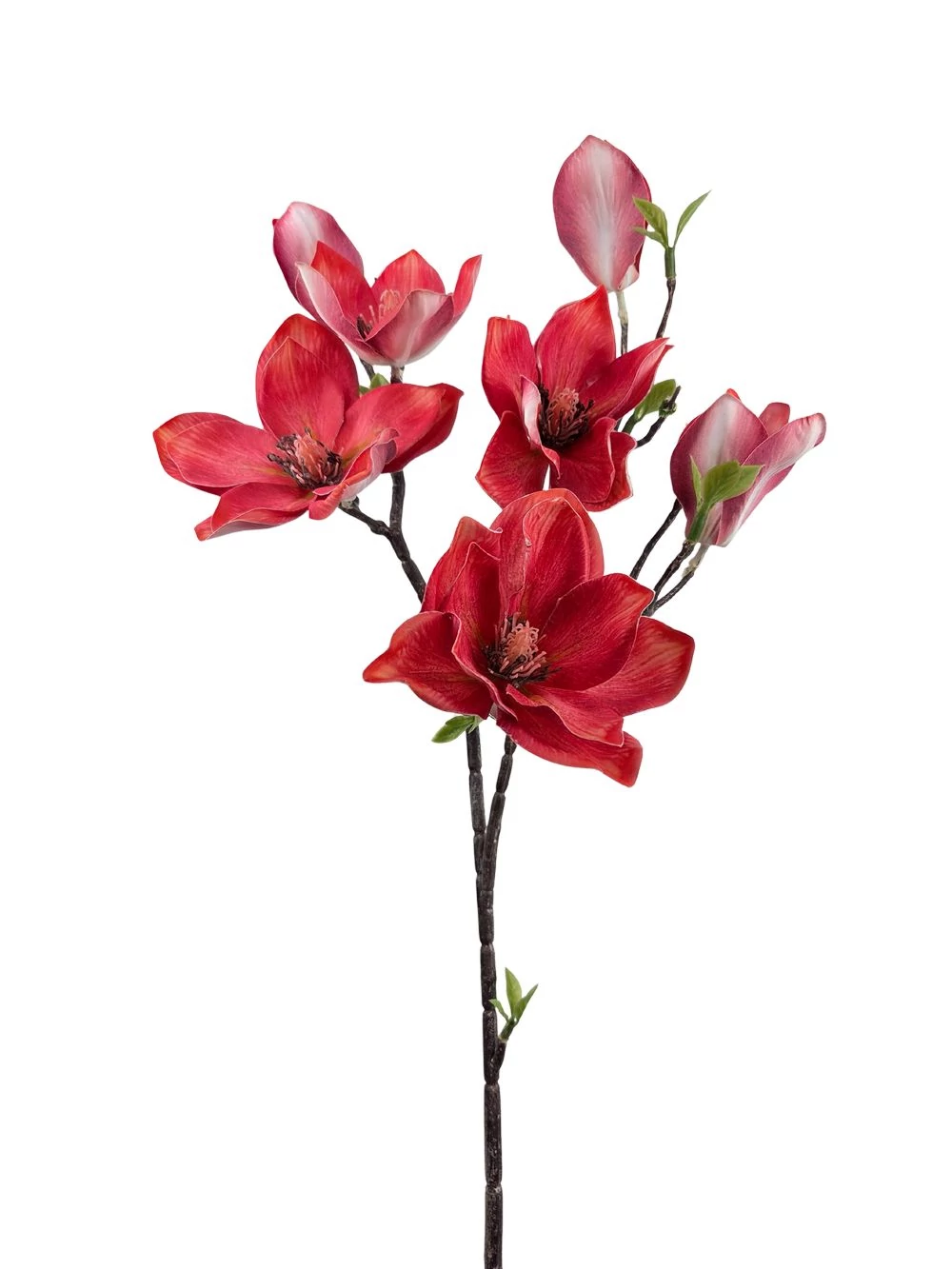 Magnólia ág G - Korall