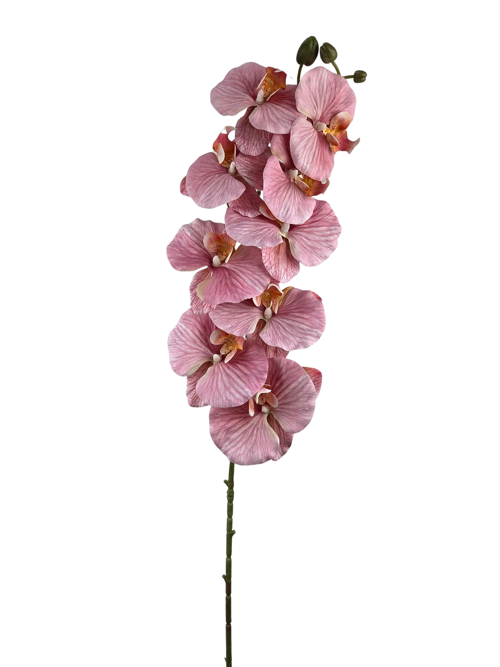 Phalenopsis ág J - Fáradt rózszaszín