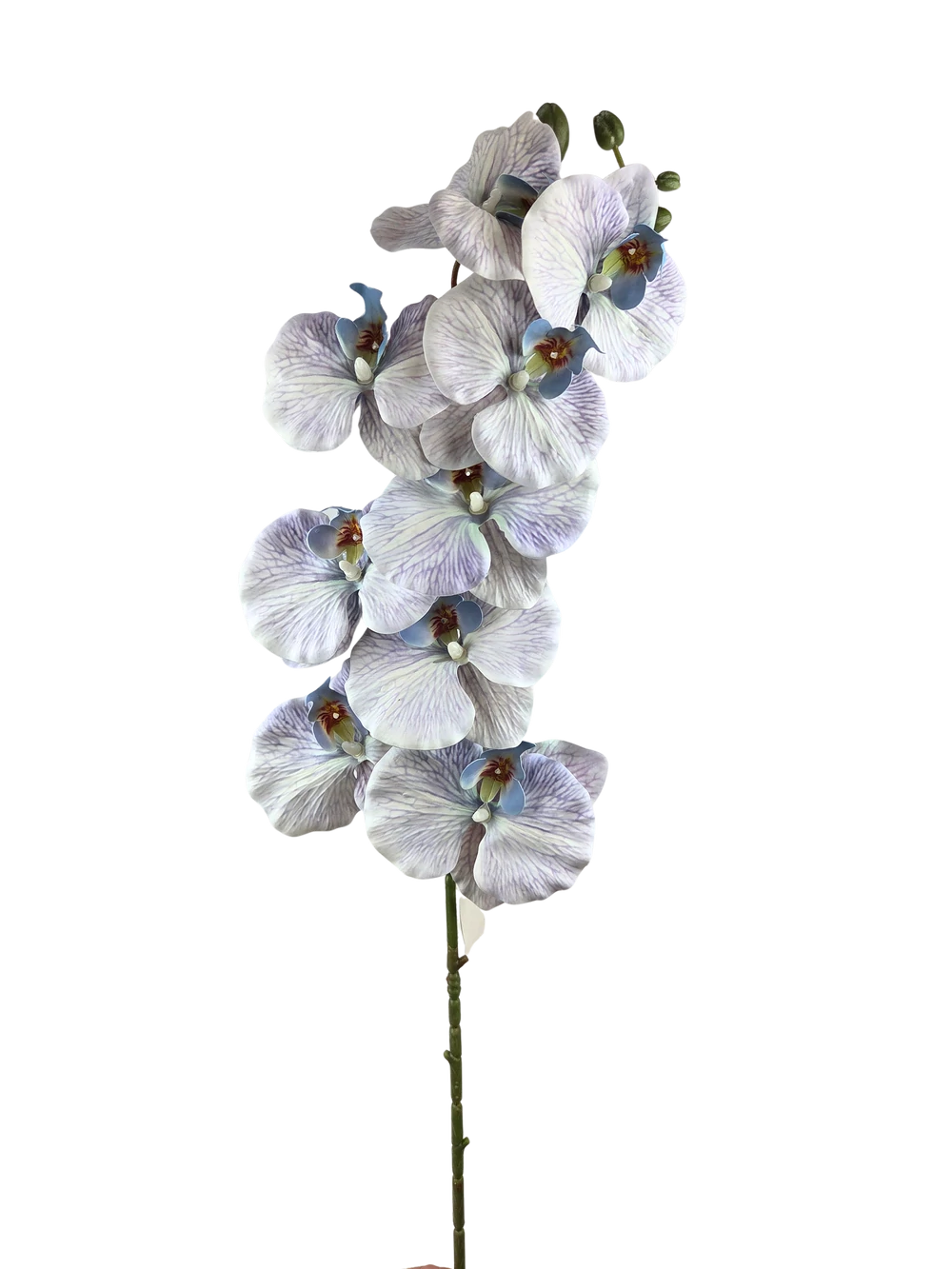 Phalenopsis ág J - Cirmos lila