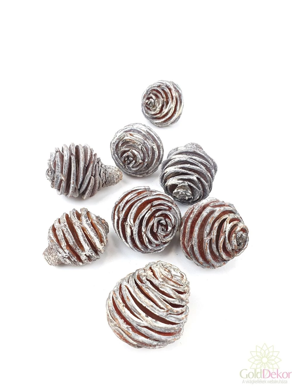 Plattyspermum kicsi - Hamvas