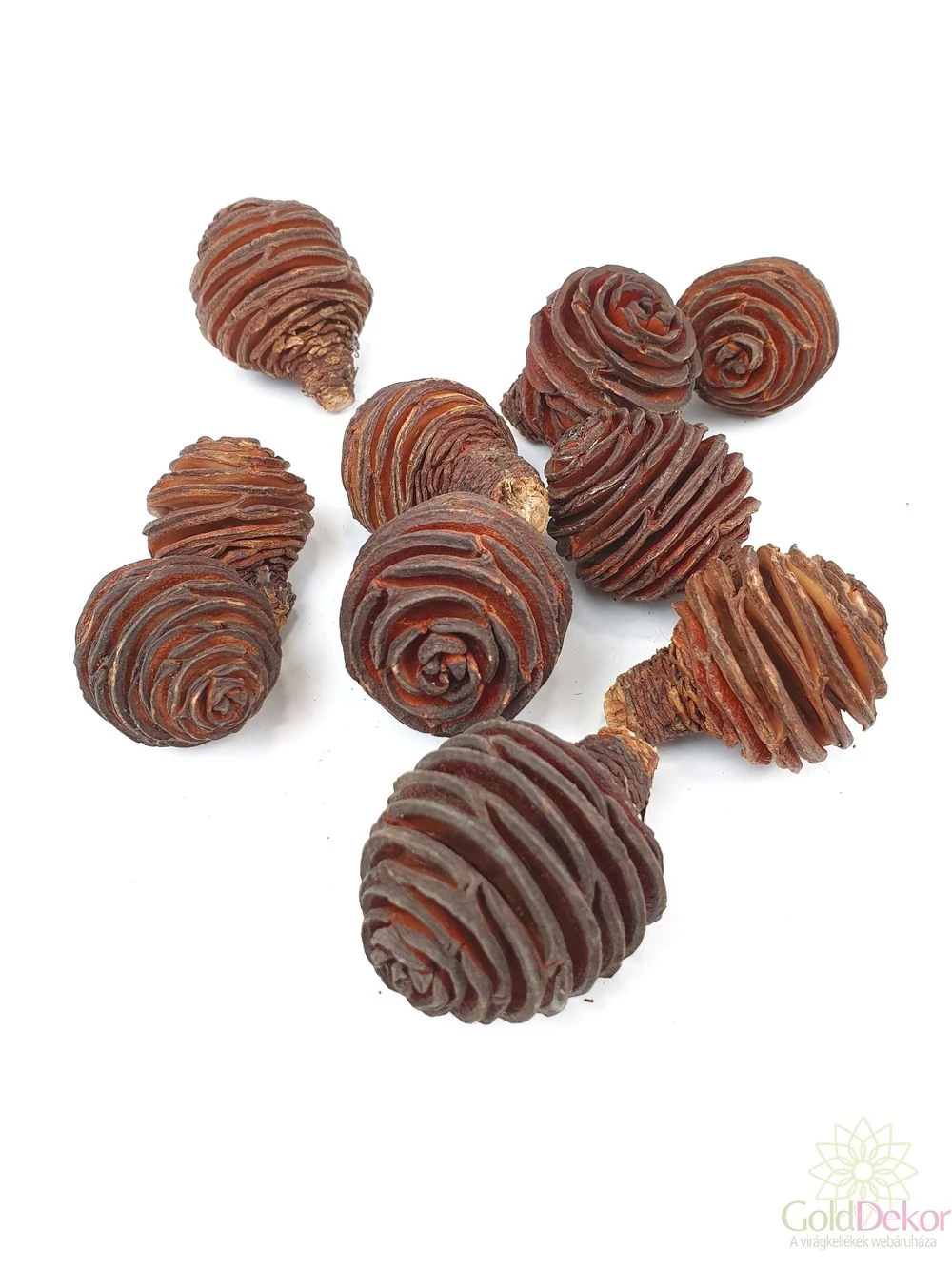 Plattyspermum kicsi - Natúr