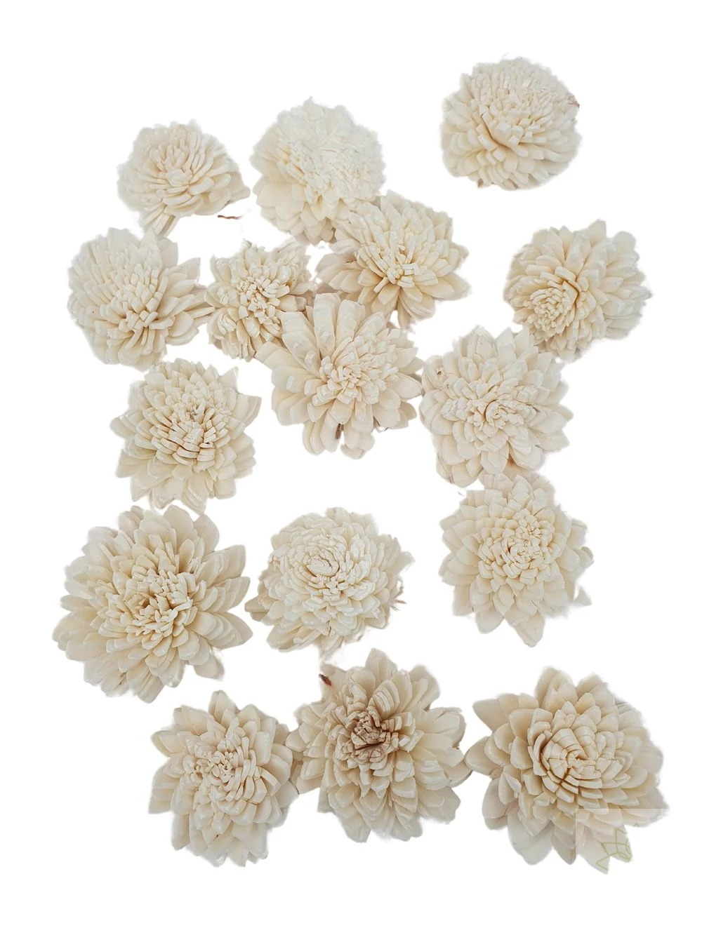 Shola Zinnia 4 cm nature