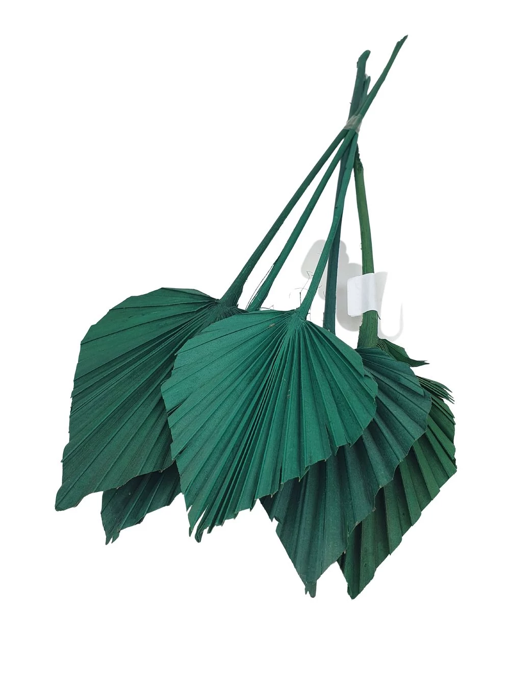 Pálma levél - Zöld Pálma levél - Zöld