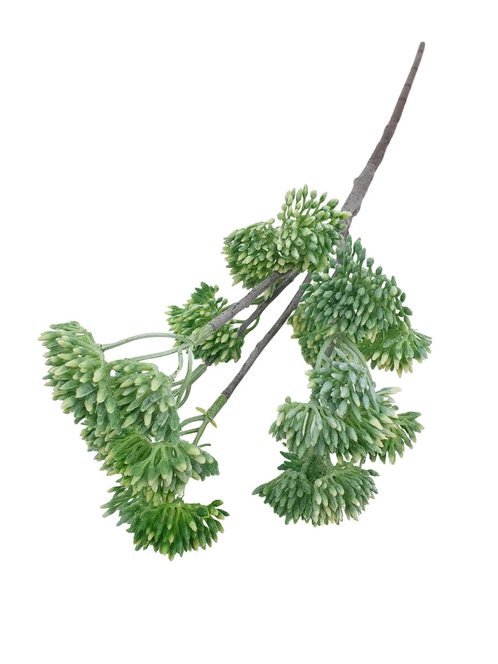 Kép 2/2 - Műzöld édeskömény - Hamvas zöld