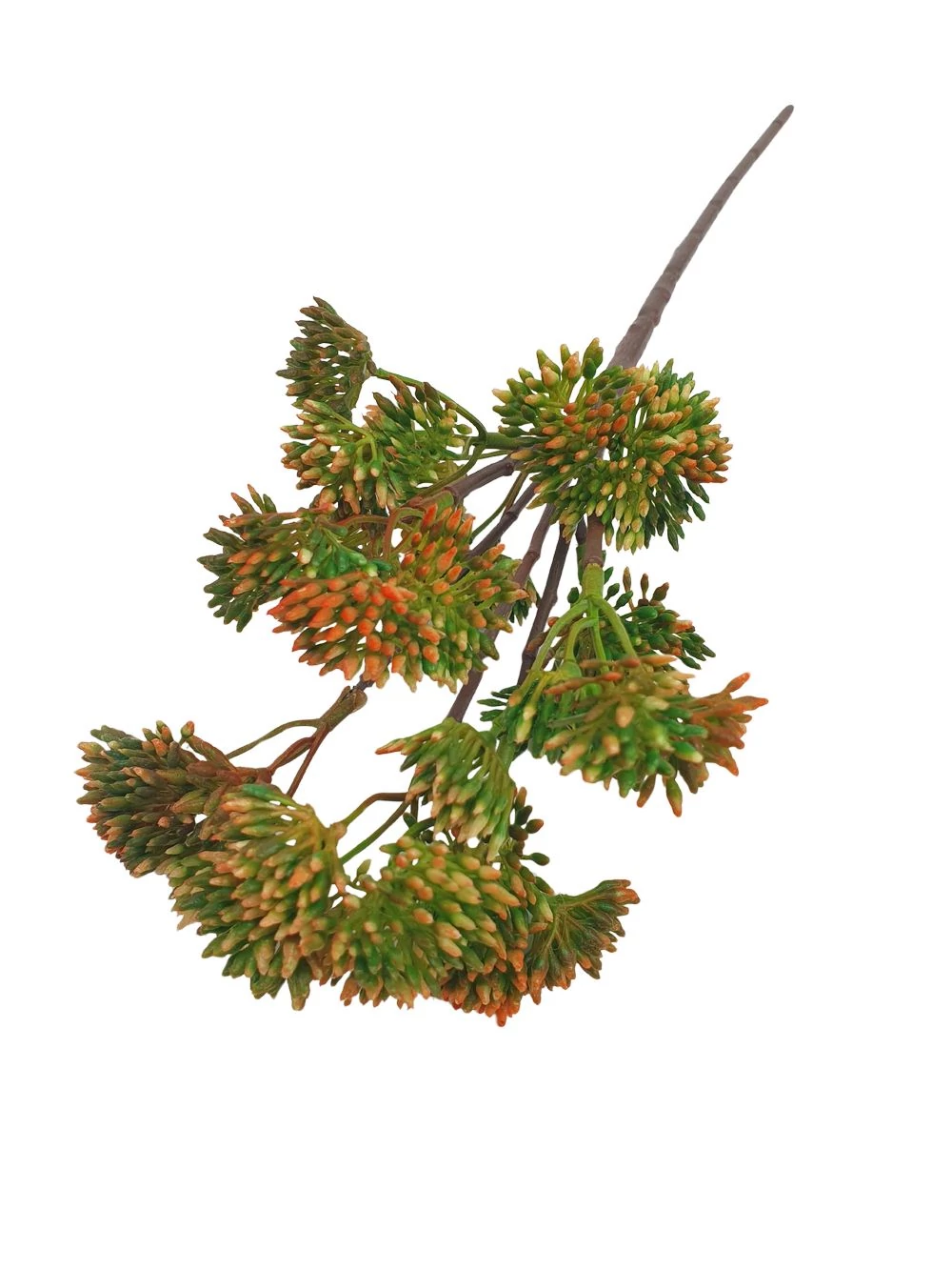 Kép 2/2 - Műzöld édeskömény - Narancs