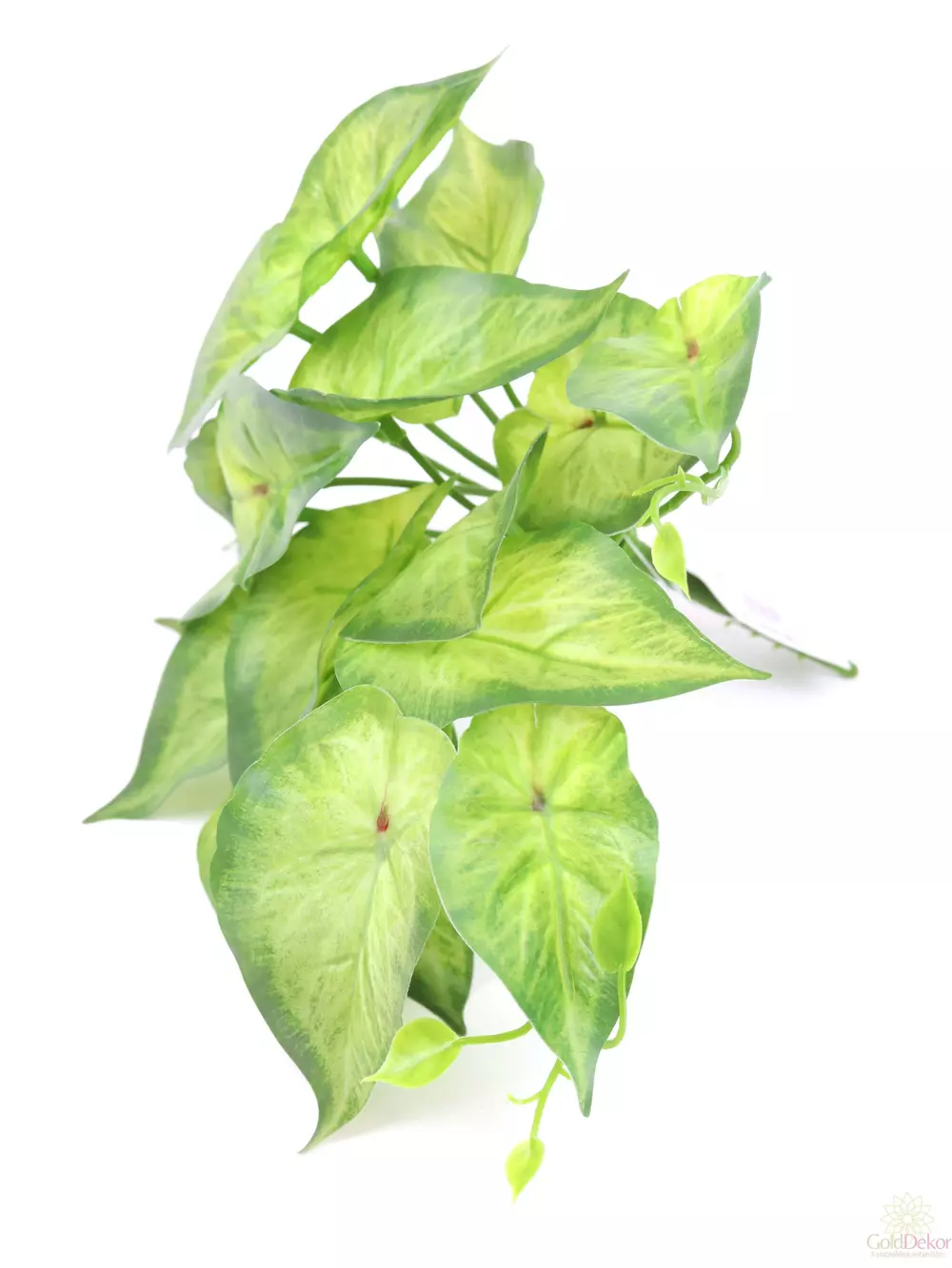 Kép 4/4 - Futós zöld kicsi csokor - Hosszúkás levelű zöld
