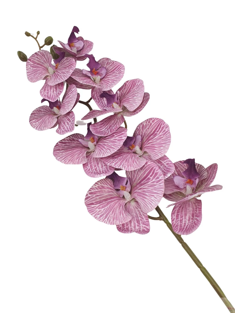 Kép 2/2 - 9 fejes nagy phalenopsis ág - Mályva