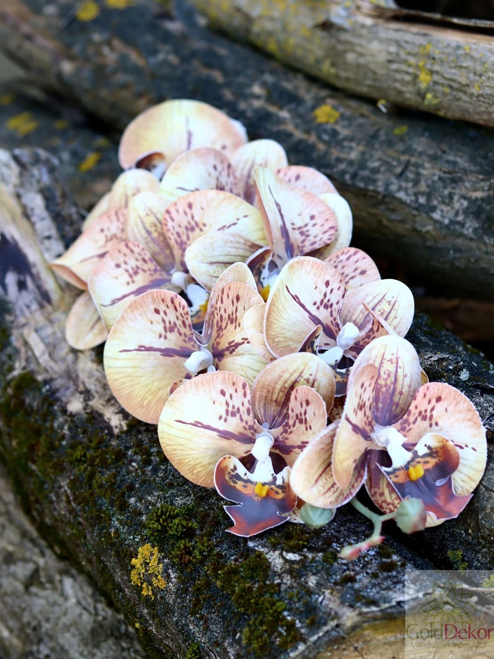Kép 2/2 - Phalenopsis ág I - Cirmos barna