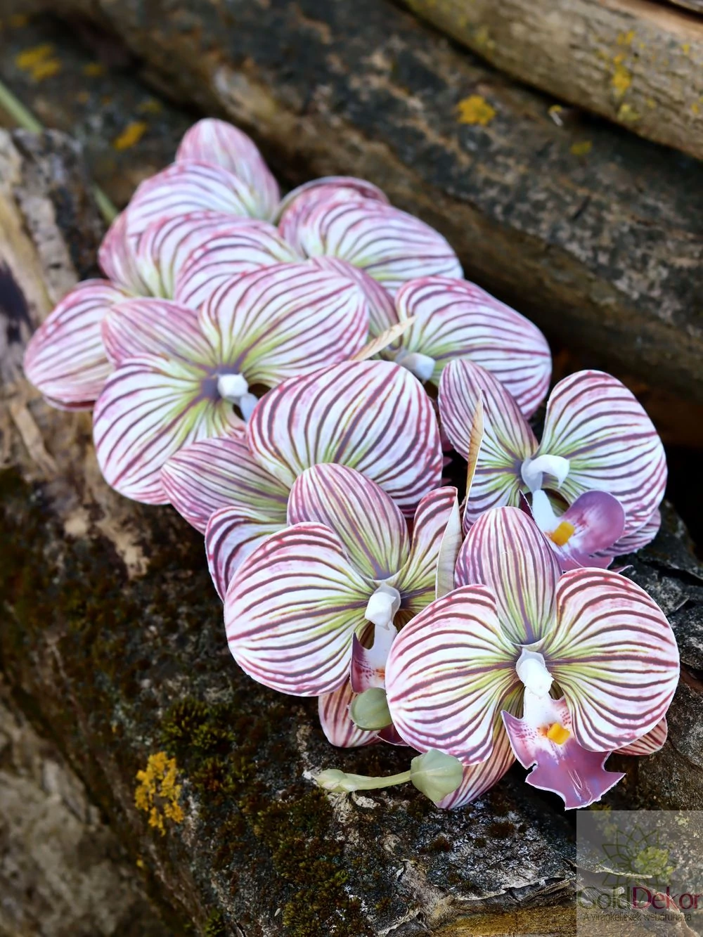 Kép 2/2 - Phalenopsis ág I - Csíkozott mályva