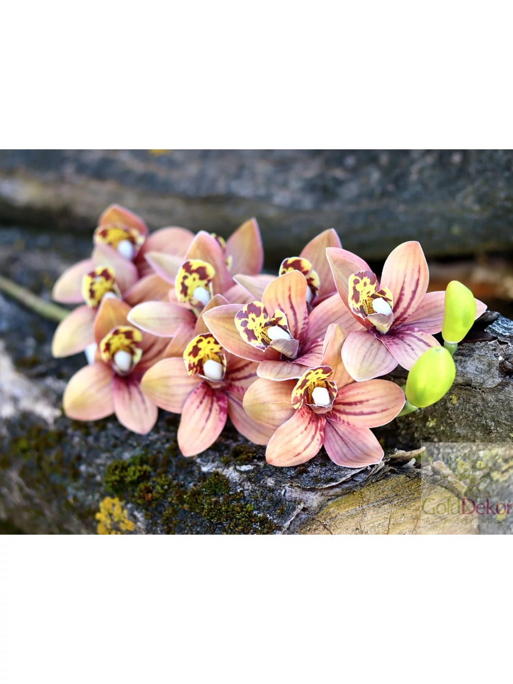 Kép 2/3 - Cymbidium ág - Barna cirmos