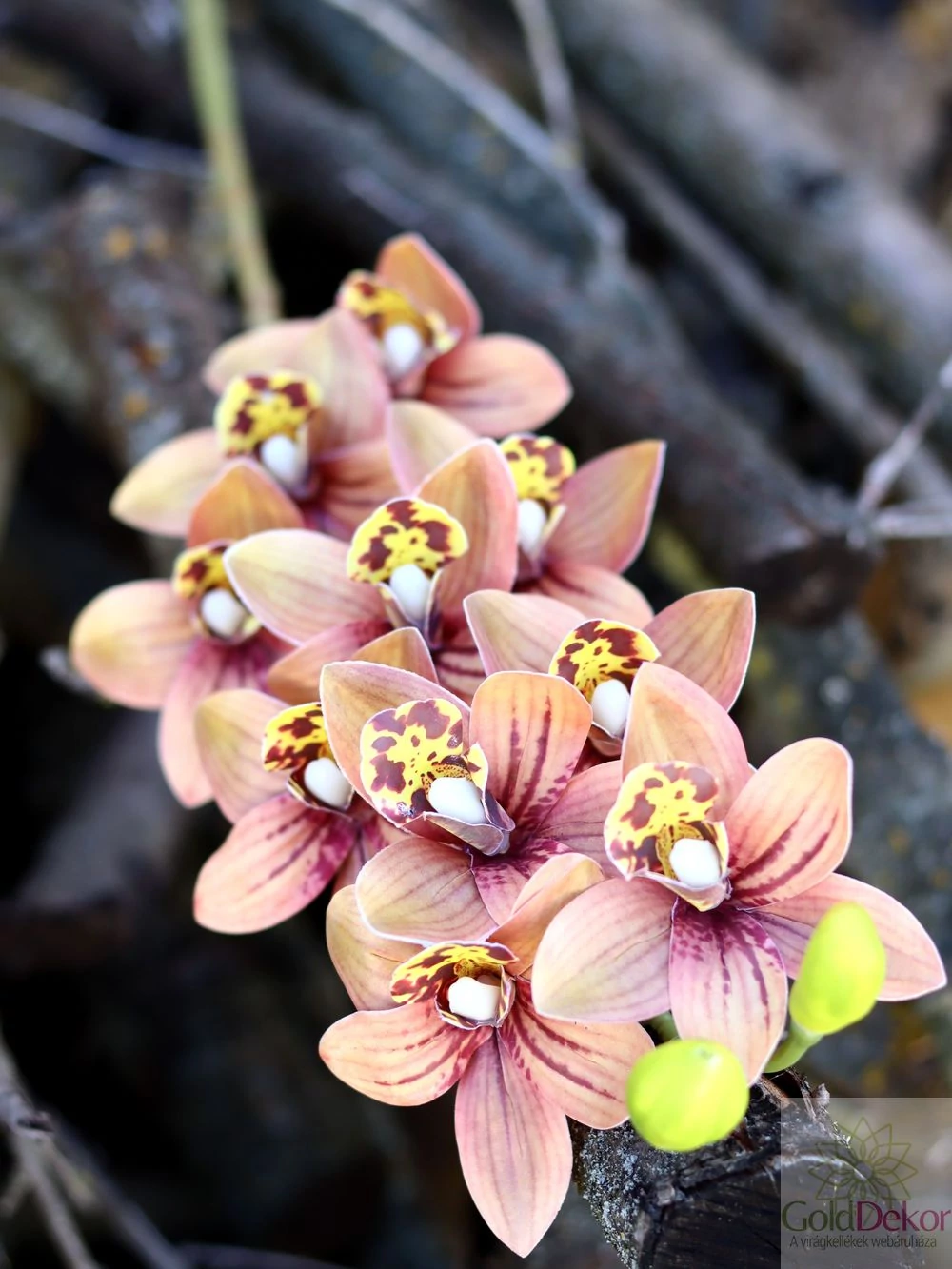 Kép 3/3 - Cymbidium ág - Barna cirmos